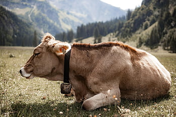 simmental vee, koe, rundvlees, vee, koe bel, liggen, landbouw, weide, natuur, herkauwer, gras