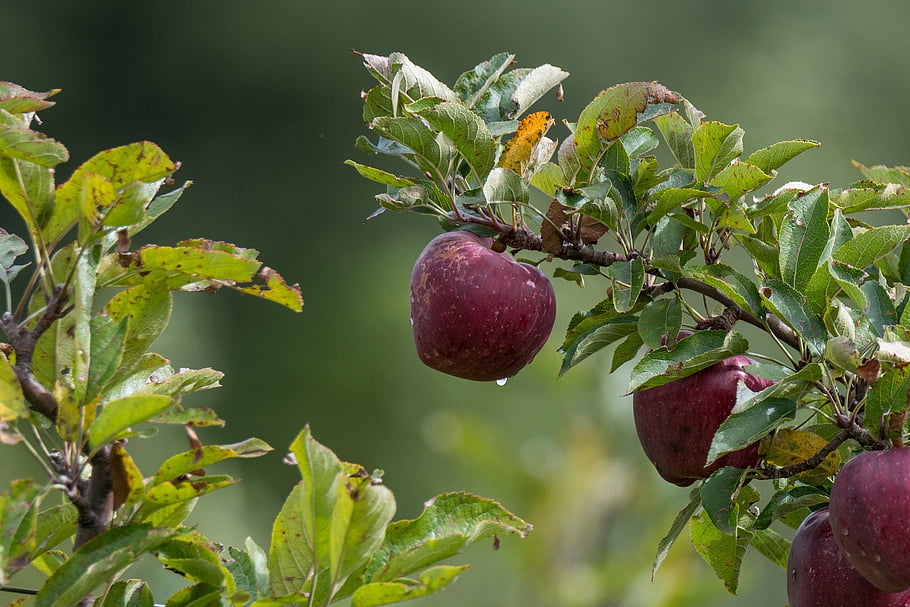 apple, fruit, tree, green, close Up, nature, red Apple, bokeh, red