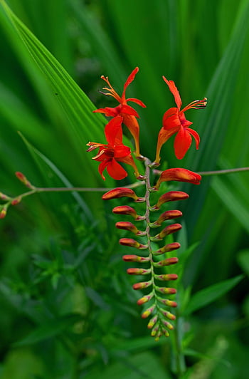 montbretia, crocosmia, květ, okrasná rostlina, Červené, květiny, rostlina, letní, zápas, listy, živý