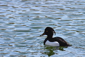 anatra tufted, uccello acquatico, lago, natura, anatra, uccello, parco