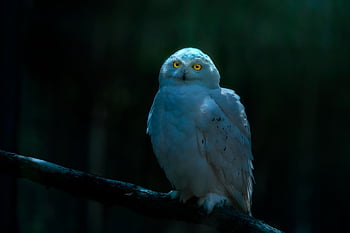 gufo delle nevi, gufo, uccello, animale, bubo scandiacus, uccello rapace, raptor, natura, predatore, piume, becco