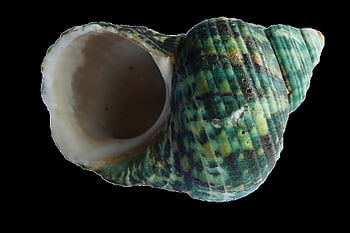 sea, shell, ocean, beach, vacation, sea Shells, tropical, sand, summer, travel, nature
