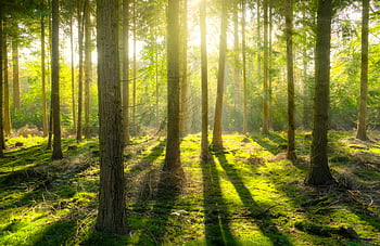 forest, sunbeams, tranquil forest, lush moss, tall trees, forest scene, natural light, greenery, woodland, serene forest, forest floor