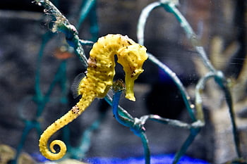 hippocampe, poisson marin, Marin, mer, poisson, océan, sous-marin, animal, la nature, aquarium, eau