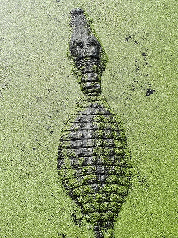 alligator, crocodile, green, reptile, dangerous, wild, wildlife, swamp