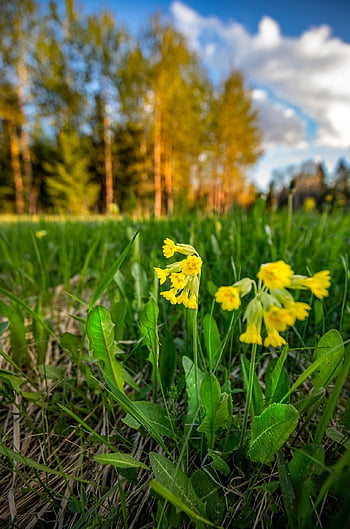 Příroda, rostlina, strom, květ, list, zblízka, kráva, jaro, žlutá, jarní květina, špičatý květ