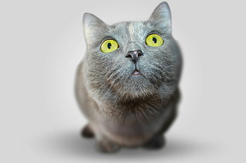 cat face, shallow focus, gray domestic cat, yellow eyes, close-up, adorable, curious, pet photography, animal portrait, feline, domestic animal