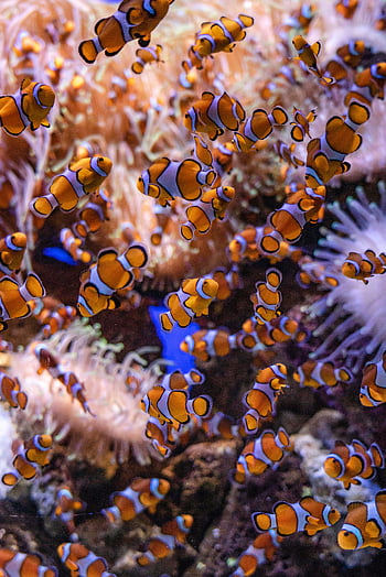 clownfish, plavání, akvárium, korálové útesy, živá scéna, nádrž, mořský život, pod vodou, Ryba, sasanka, oranžová a bílá