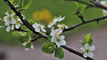 blooms, blooming, spring, white, apple, cereal, branch, summer, green, garden, plant