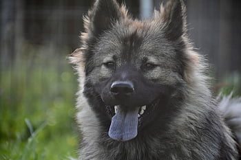 dog, dog Eurasier, nature, female Dog Plinnblue, dog With Black Mask, animal, doggie, canine, adorable, black Truffle, tongue Dog Blue Color