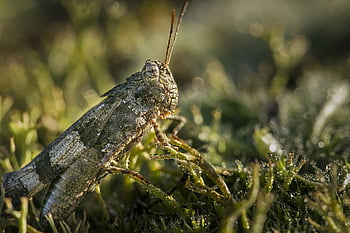 grashopper, insect, grasshopper, green, closeup, macro