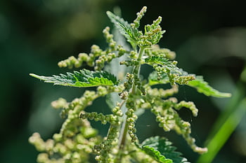 stinging Nettle, plant, nature, weed, leaves, medicinal Plant, urticaceae, wild Herb, urtica, naturopathy, nettles