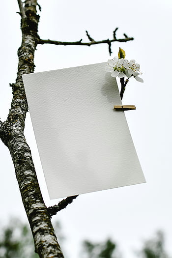 white paper, plum blossom, tree branch, minimalist mockup, white blossoms, paper clip, nature background, spring scene, outdoor photography, simple design, floral backdrop