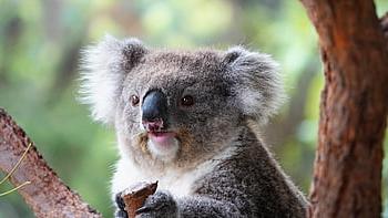 koala, Medvídek koala, zvíře, medvěd, vačnatec, strom, volně žijících živočichů, Příroda, eukalyptu, savec, australský