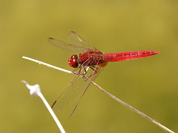 ważka, suchy kwiat, Natura, Scarlet Dragonfly, czerwona ważka, erythraea crocothemis, zwierzę, trzon, zbliżenie