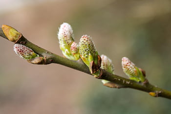 tree, flowers, fruit, nature, spring, flower Wallpaper, fruit Trees, petals, garden, orchard, stem