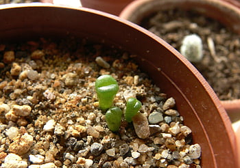 lithops, small, little, seedling, seedlings, lithops Sp, living Stones, split Rocks, pebble Plants, plant, plants