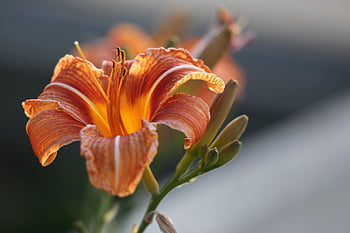 den lilie, divoká lilie, hemerocallis fulva, květinové tapety, oranžový, krásné květiny, zelená, květ, listy, večer, zlatá hodina