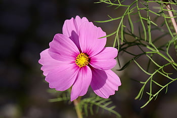 cosmea, květinové pozadí, Cosm, květinové tapety, koš na šperky, cosmos bipinnatus, růžový květ, krásné květiny, okvětní lístky, tyčinek, květ