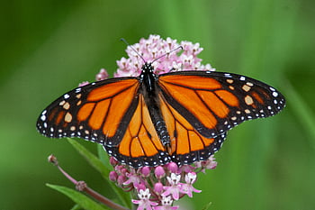 Schmetterling, Nahansicht, Insekt, Garten, Sommer-, Detail, Fehler, Flügel, Natur, bunt, wild