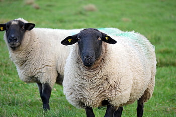 sheep, farm Animals, sheep Wool, agriculture, pasture, coupling, black Head, cattle, animals, grass, nature
