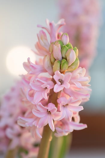 hyacinths, bunch Of Flowers, spring Flowers, flower, blossom, bloom, spring Bouquet, pink, fragrant, plant