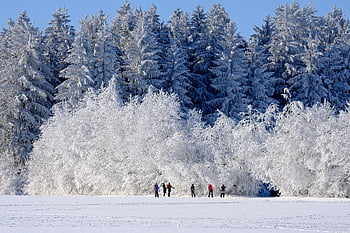 Winter, Natur, Bäume, Schnee, kalt, Frost, draußen, Jahreszeit, Landschaft, Winterzauber, Winterlandschaft