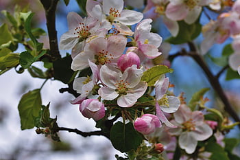 blomster, epleblomster, hvite kronblade, petals, blomstre, natur, blomst, gren, flora, nærbilde