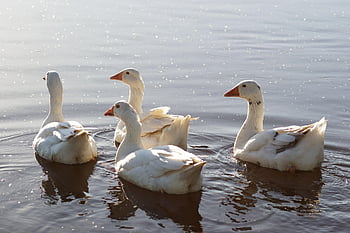 husy, ptáků, jezero, vodní ptáci, vodních ptáků, zvířat, Příroda, skupina, voda, plavat