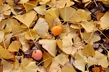 ginkgo Biloba, nature, tree Species, leaves In The Autumn, autumn Colors, ginkgo, discoloration, yellow Leaves, edible Fruits, leaves, fall