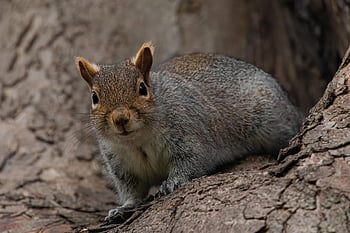 veverka, hlodavec, zvíře, savec, roztomilý, volně žijících živočichů, fauna, Příroda, strom, oči