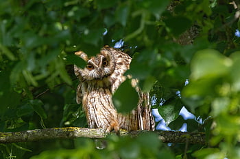 bird, long-eared Owl, owl, predator, linden Tree, nature, animal
