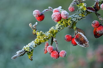 cotoneaster, winter, frost, icy, frozen, cold, ice Crystals, hollow, light, nature, plant
