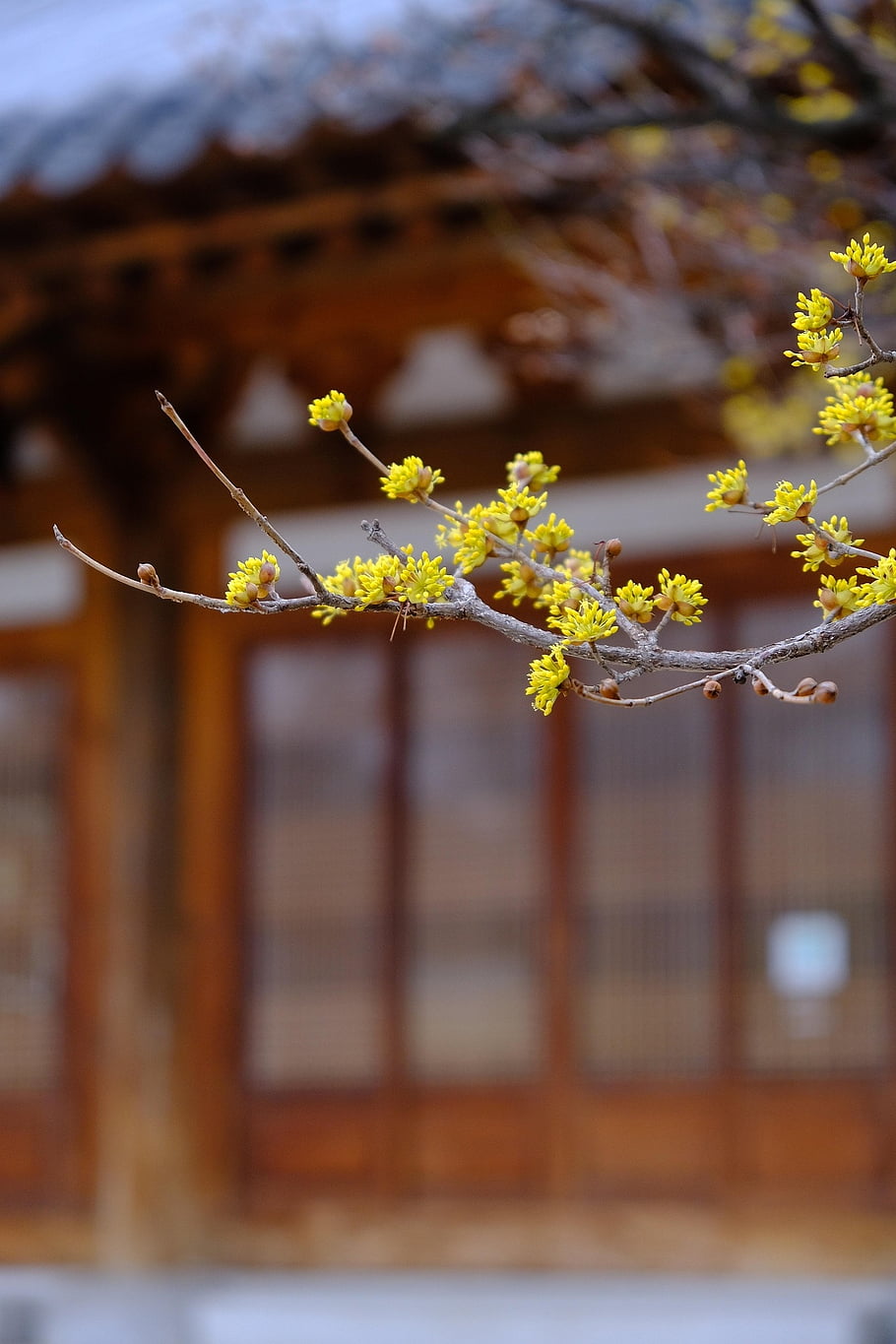 flower, flower Wallpaper, plant, flower Background, tree, beautiful Flowers, spring, nature