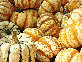 popel, dýně, podzim sklizeň, zářivé barvy, podzimní produkce, sklizně, oranžové squash, bílá dýně, zelená squash, trhu, sezónní zelenina
