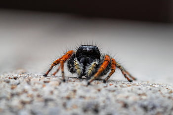 แมงมุม, จัมเปอร์, แมลง, ปุย, แมลงจำพวกแมลงมุม, Arachnophobia, arachnids, arachnophobisch, ความหวาดกลัว, ใยแมงมุม, การถ่ายภาพมาโคร