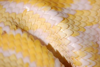 snake, scales, reptile, animal, creature, python, albino, exotic, nature, boa, constrictor