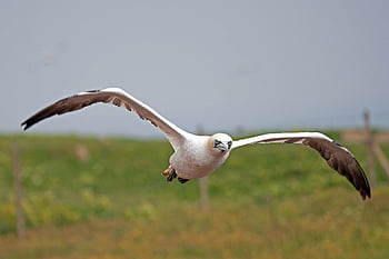 bird, northern Gannet, sea Bird, north Sea, heligoland, wildlife, nature, animal