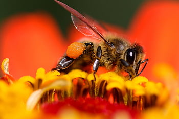 včela, květinové pozadí, hmyz, opylit, opylování, květ, okřídlený hmyz, křídla, Příroda, hymenoptera, entomologie