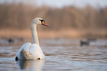 lebădă, pasăre, lac, lebada alba, păsările de apă, păsări de apă, păsări acvatice, animal, cioc, factură, pene