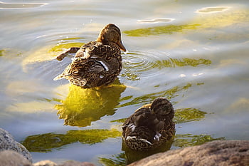 ducks, lake, water Birds, wild Nature, waterfowls, birds, animals, nature, avian, ducks On The Water, reflection