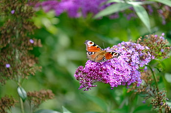 butterfly, flower Wallpaper, flower Background, peacock Butterfly, flowers, plants, aglais Io, nature, inachis Io, nymphalis Io, edelfalter