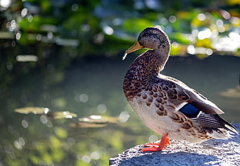 mallard, nature, duck, drake, bird, water Bird, poultry, animal, wildlife
