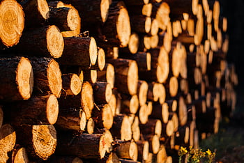 brown wooden logs, log pile, stacked logs, timber, lumber, wood stack, outdoor logs, natural wood, firewood, logging industry, forest products