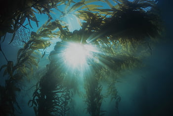 kelp, seaweed, aquatic Plant, algae, light, light Beams, underwater, plant, water, sea, ocean