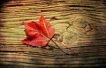 leaf, autumn, fall, wood, old, nature