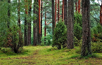 foresta, alberi a foglia verde, vegetazione lussureggiante, alti pini, SERVE PERCORSO, scena tranquilla, natura, bosco, all'aperto, paesaggio, alberi verdi