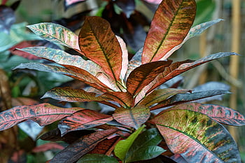 plant, leaves, decorations, ornamental, nature, shad, colors, greene, rust-colored, naturally, close