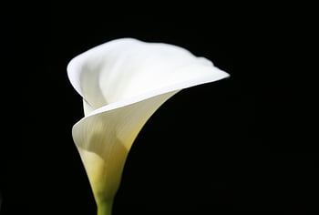 calla lily, květinové tapety, květ, rostlina, zantedeschia, květinové pozadí, bílá kala lilie, bílá květina, krásné květiny, Příroda, detailní