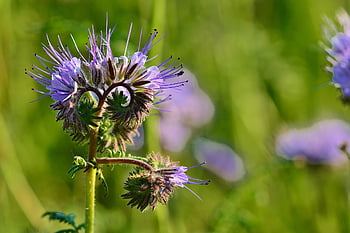 Příroda, phacelia, Včelí pastviny, všívaná květina, fialový, zblízka, včelařská rostlina, zemědělství, louka